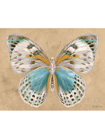 Butterfly IV Beauty
