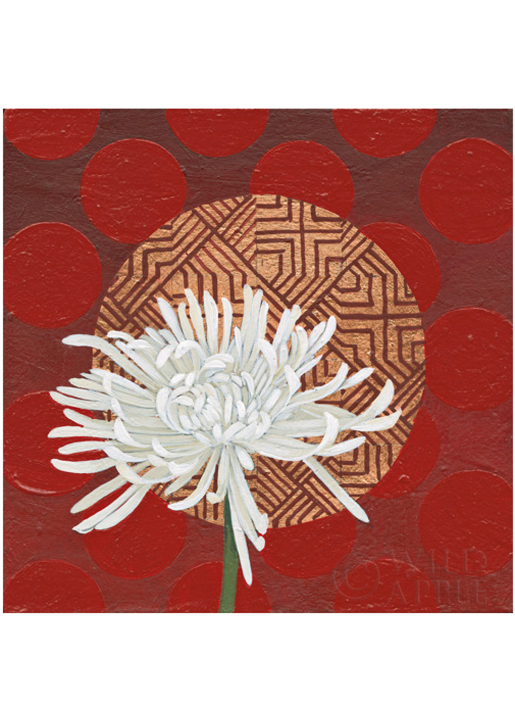 Morning Chrysanthemum
