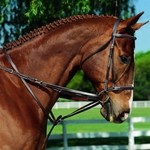 Imperial German Martingale with Web Reins