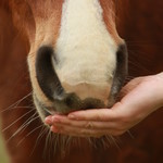 Horse Treats