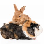 Small Animal Supplies