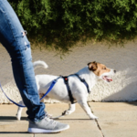 Collars/Leashes/Harnesses