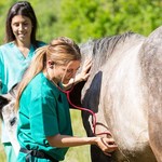 Horse Health