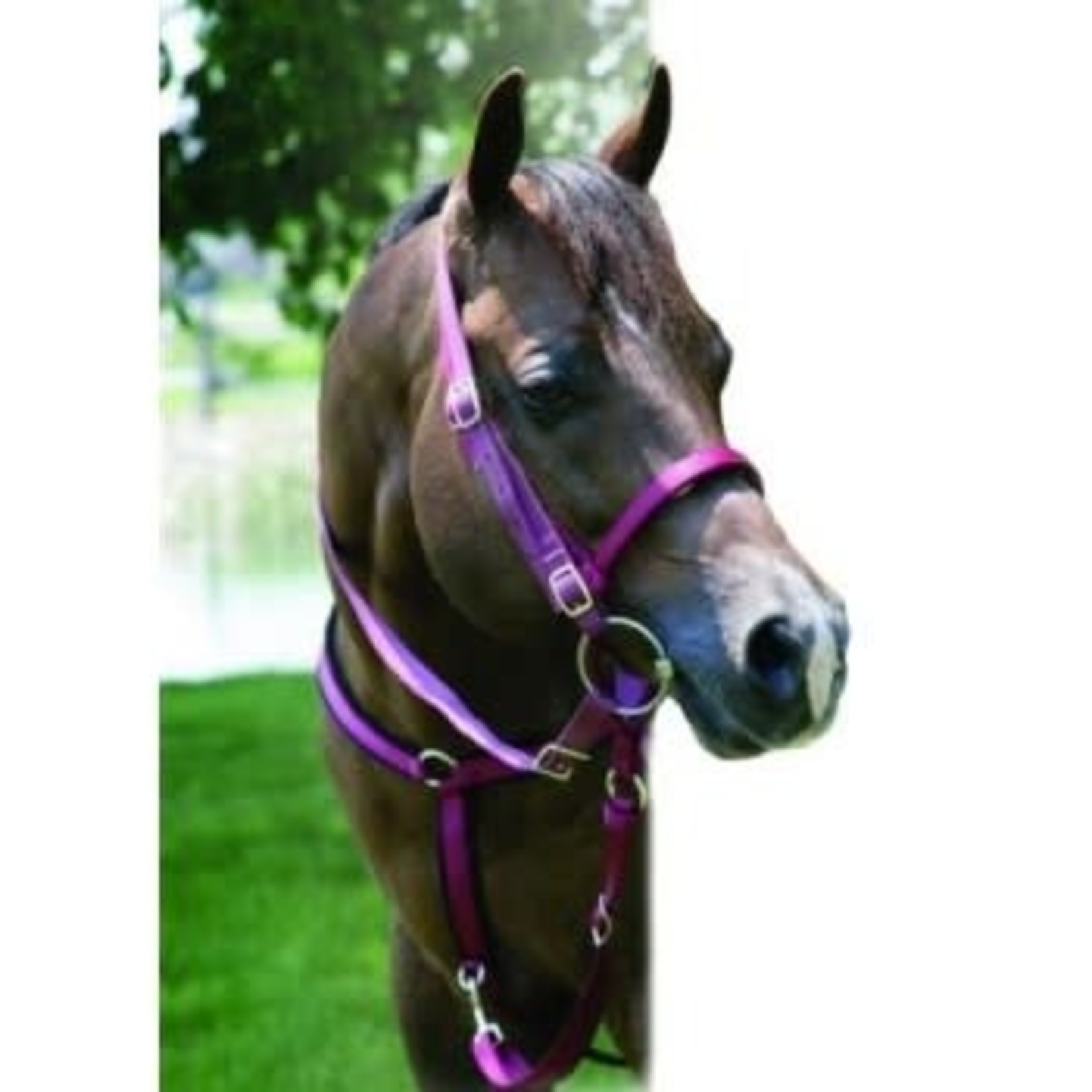 Cavalier Web Noseband with Tie Down