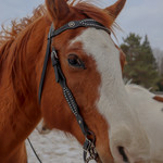 Headstalls