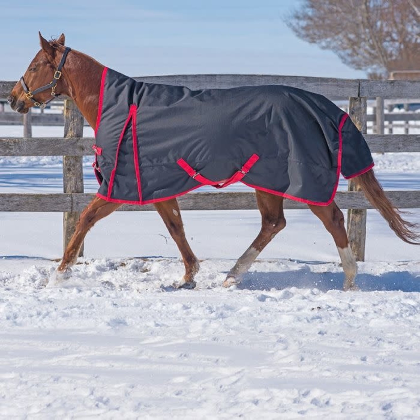 Canadian Horsewear Maxim Rainsheet