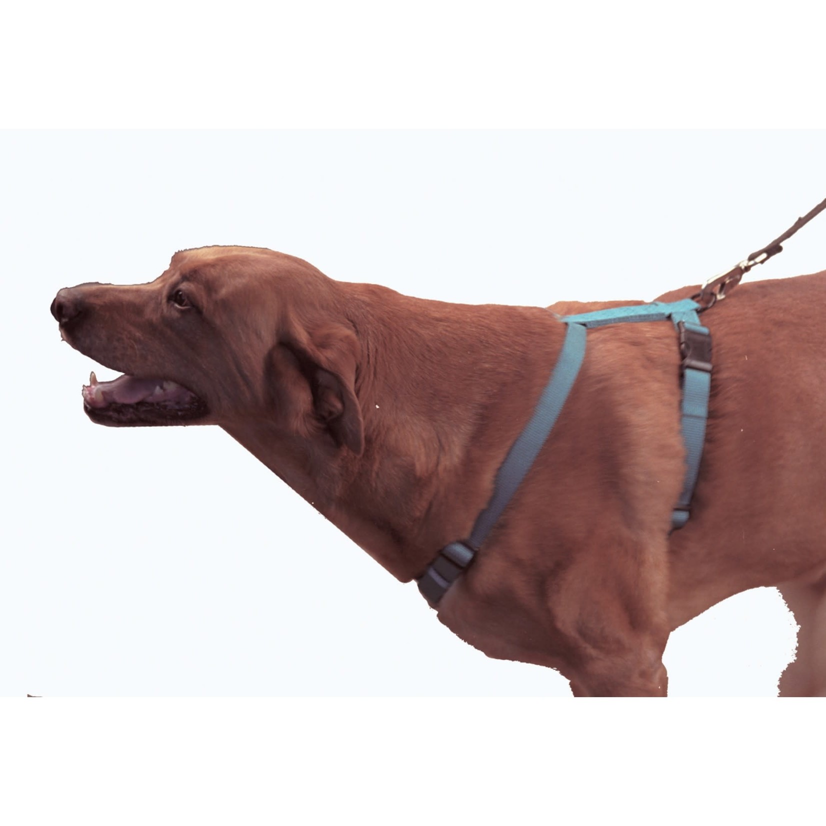 Hamilton Adjustable Nylon Dog Harness