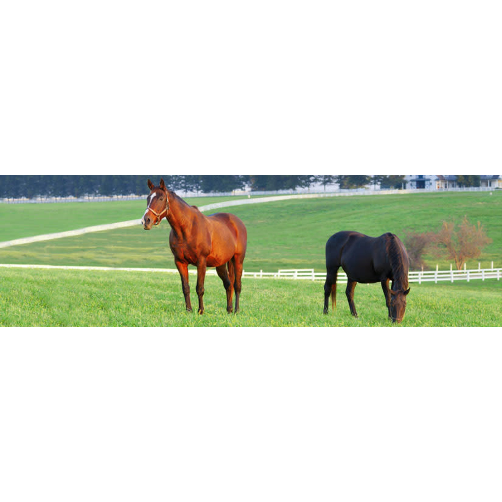 General Seed Company Horse Pasture & Paddock Mixture