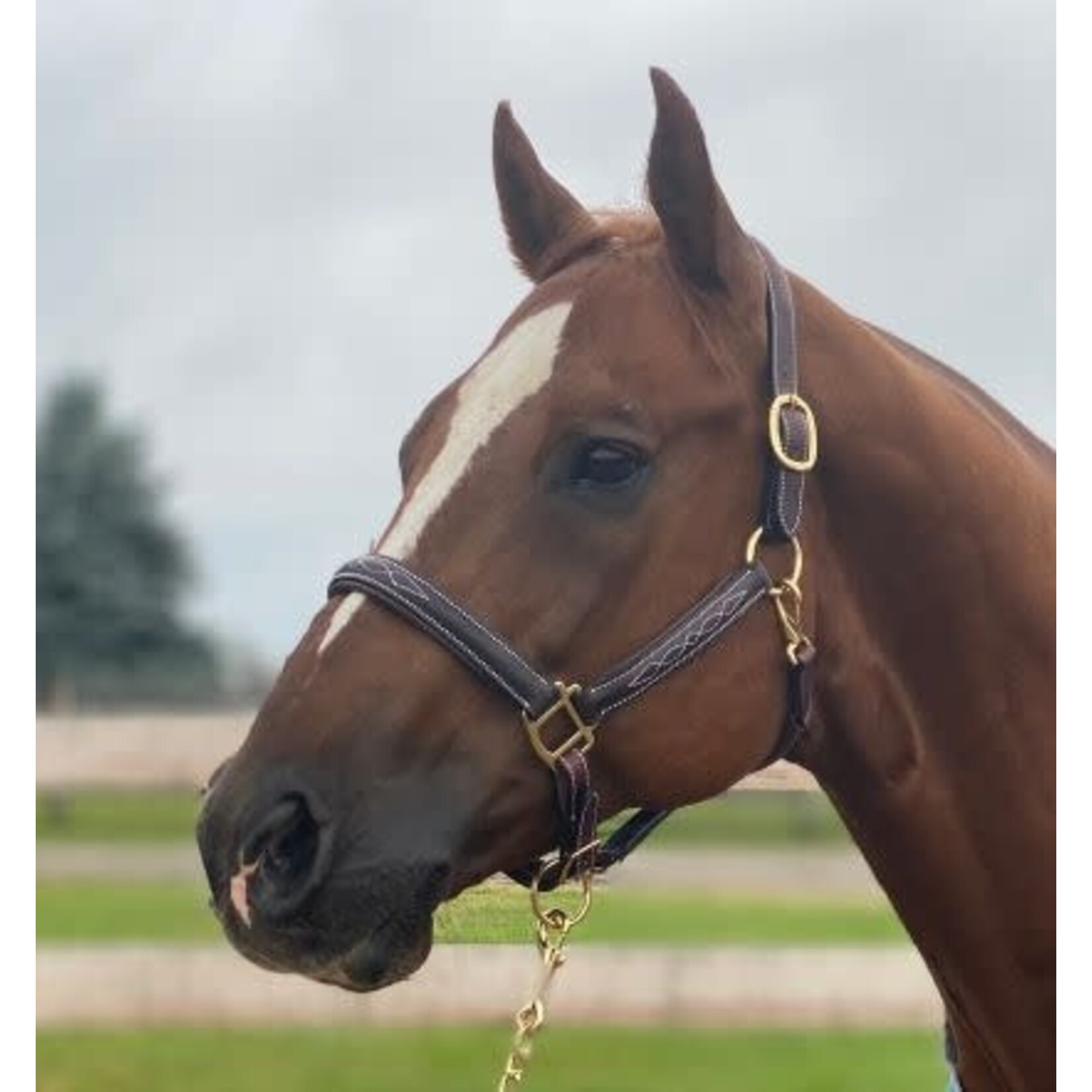 Sage Family Fancy Stitched Leather Halter with Padding