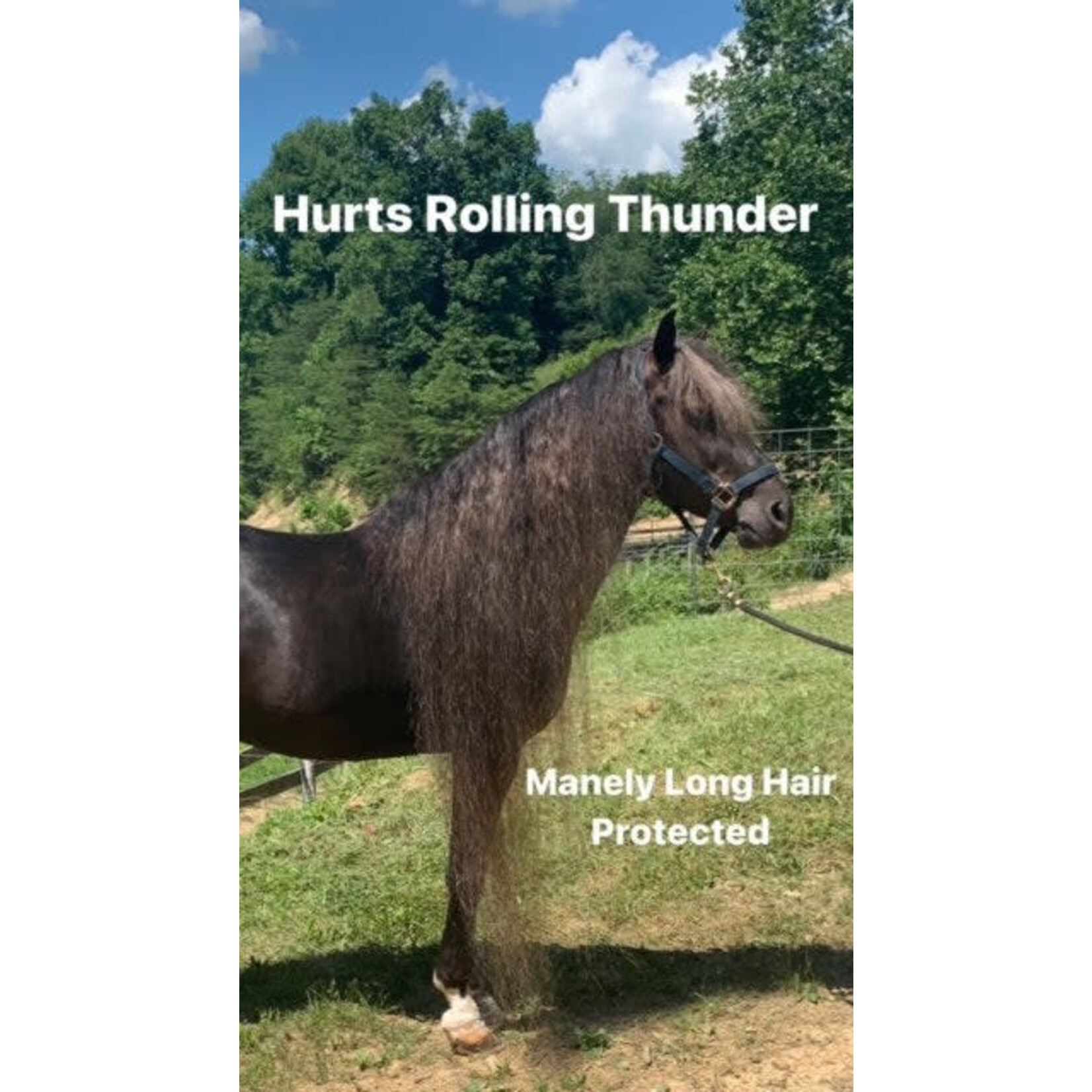 Mane-ly Long Hair Mane-ly Long Hair for Horses