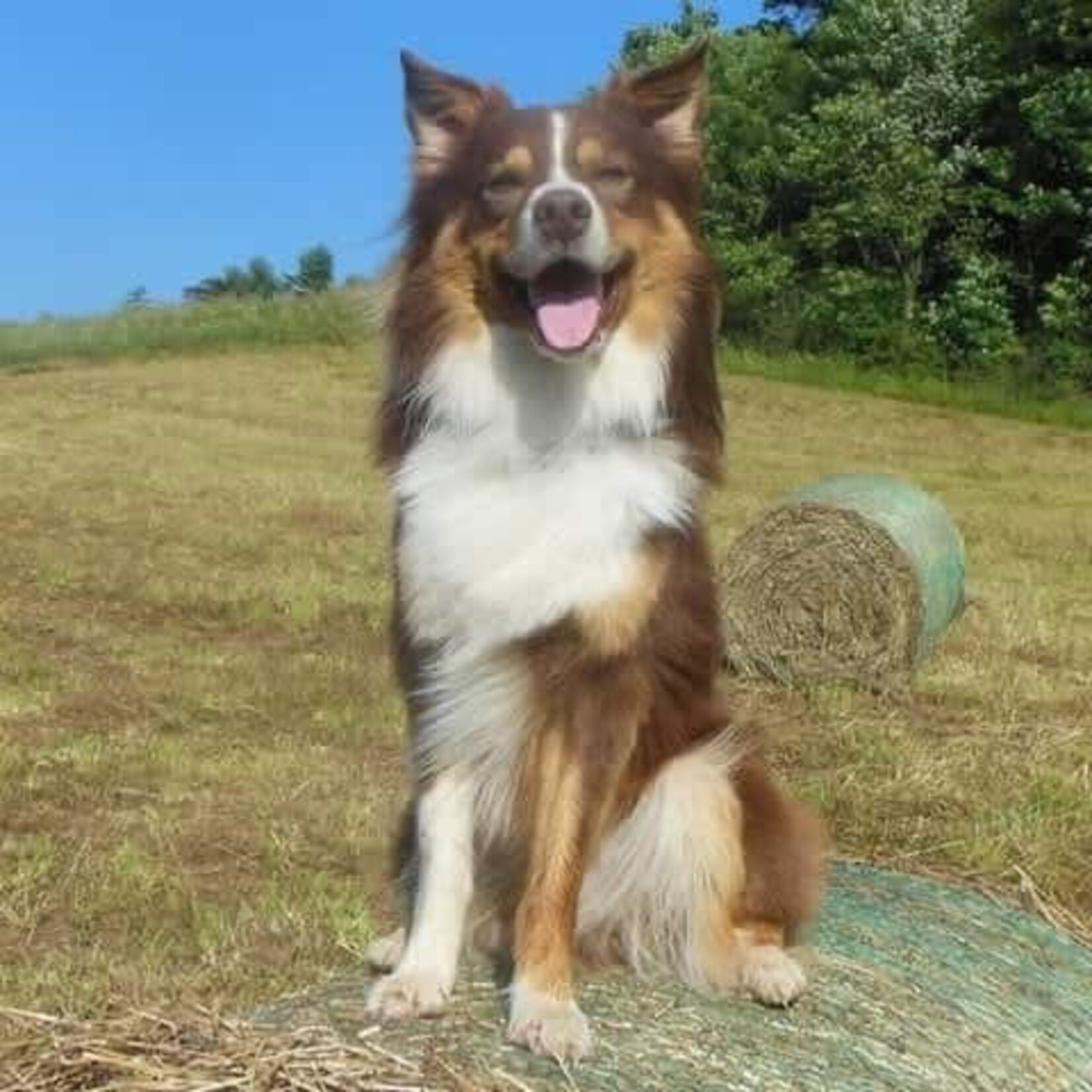Mane-ly Long Hair Mane-ly Long Hair for Dogs