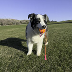 KONG Bunji High Viz Ball