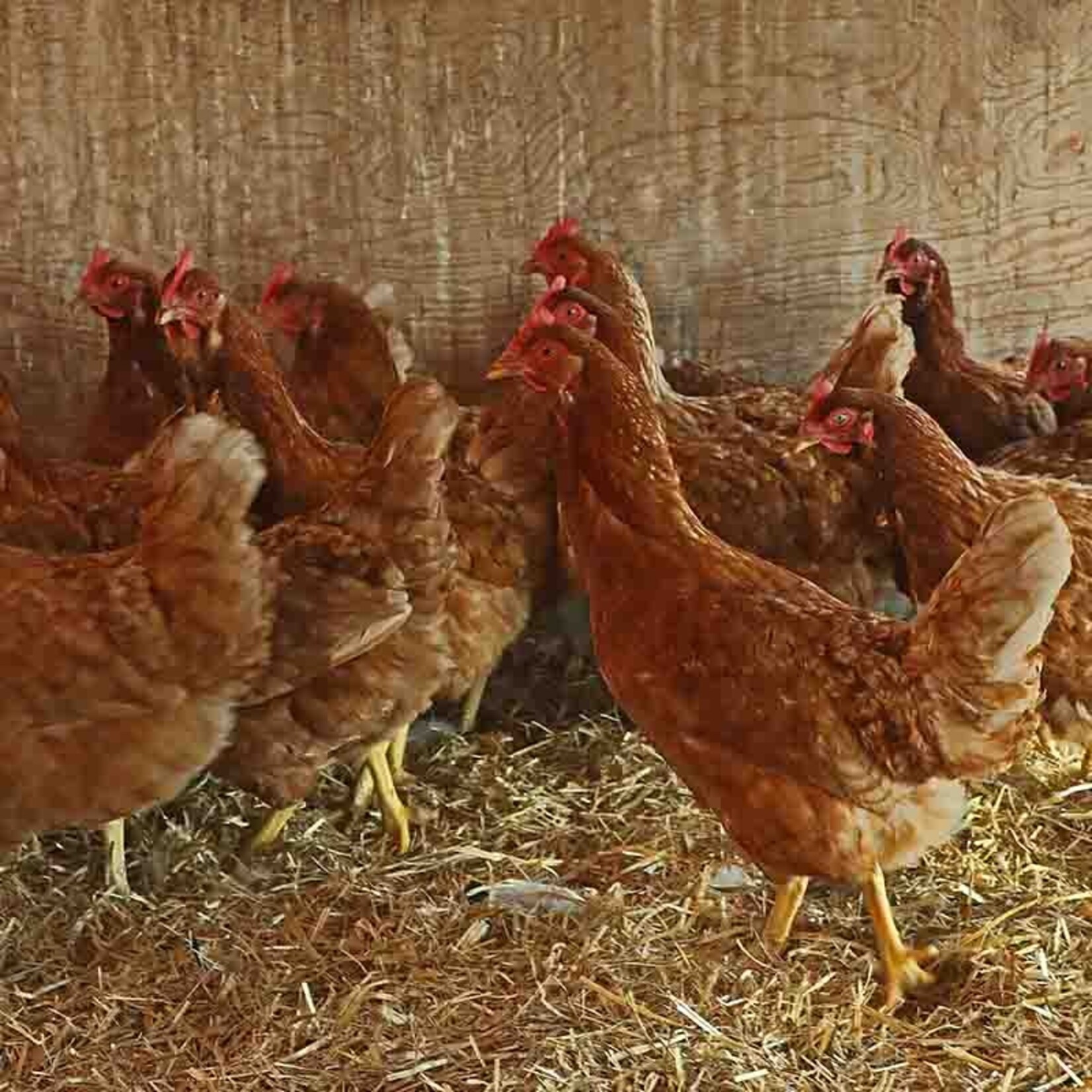 Straw Boss Straw Boss Course Cut Straw