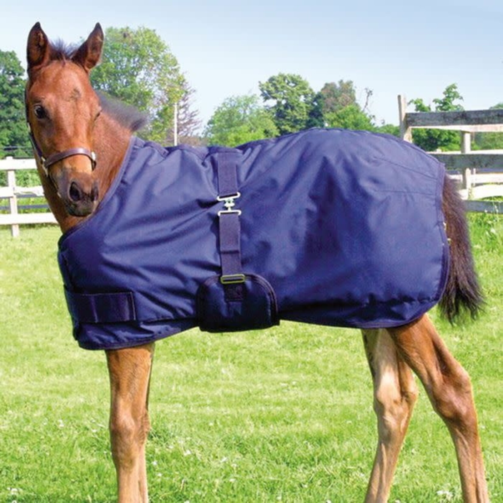 Canadian Horsewear Maxim Foal & Mini Winter Blanket 220gsm