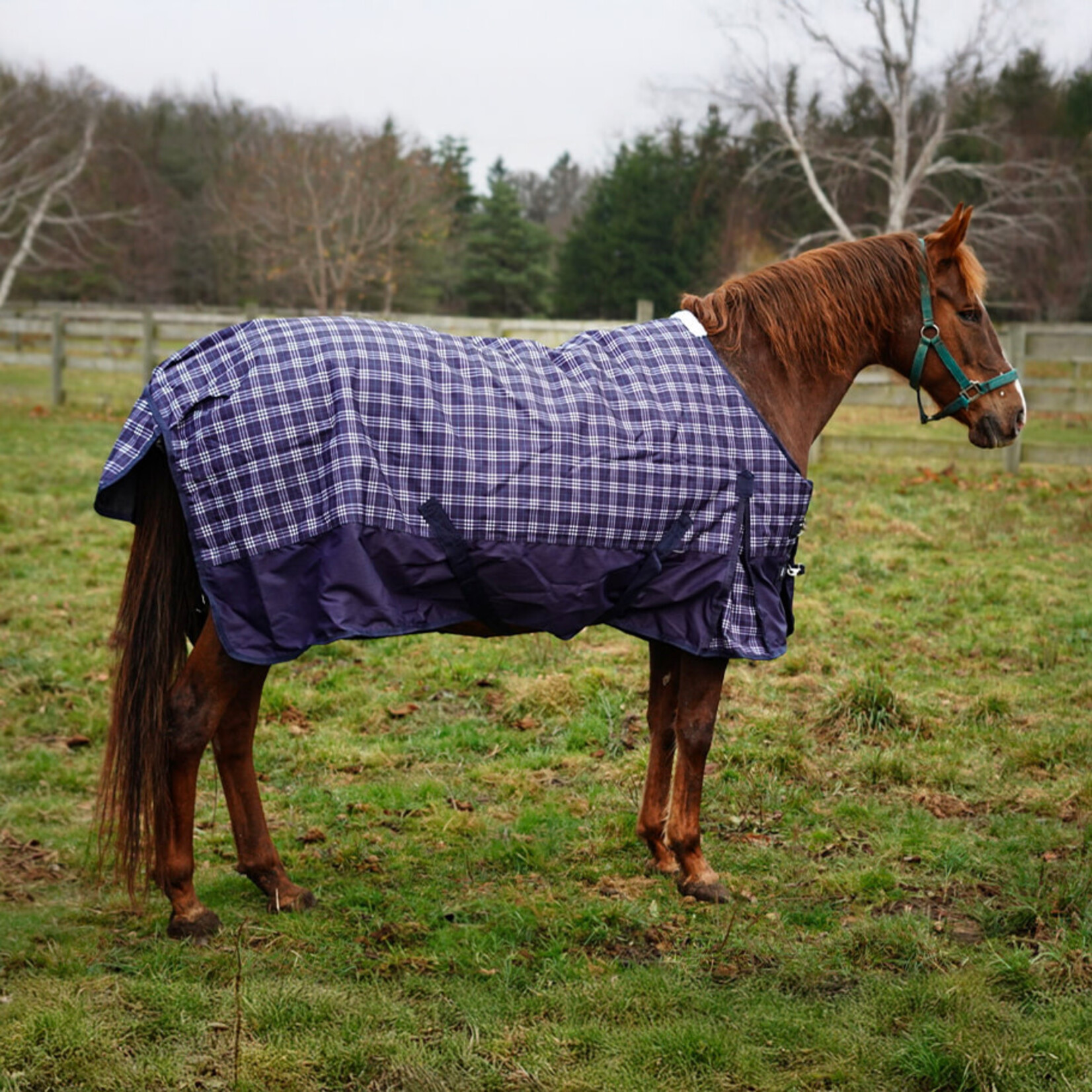 Goliath Goliath Regular Neck 300gm Turnout - 60