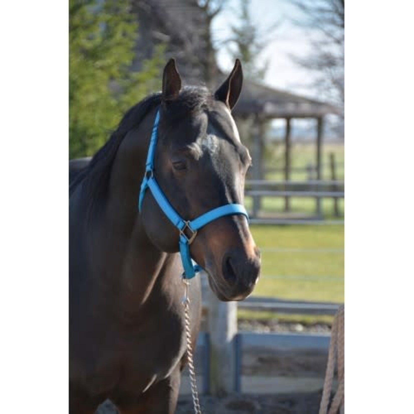Western Rawhide Signature Fashion Halter With Black Nickel Finish Hardware