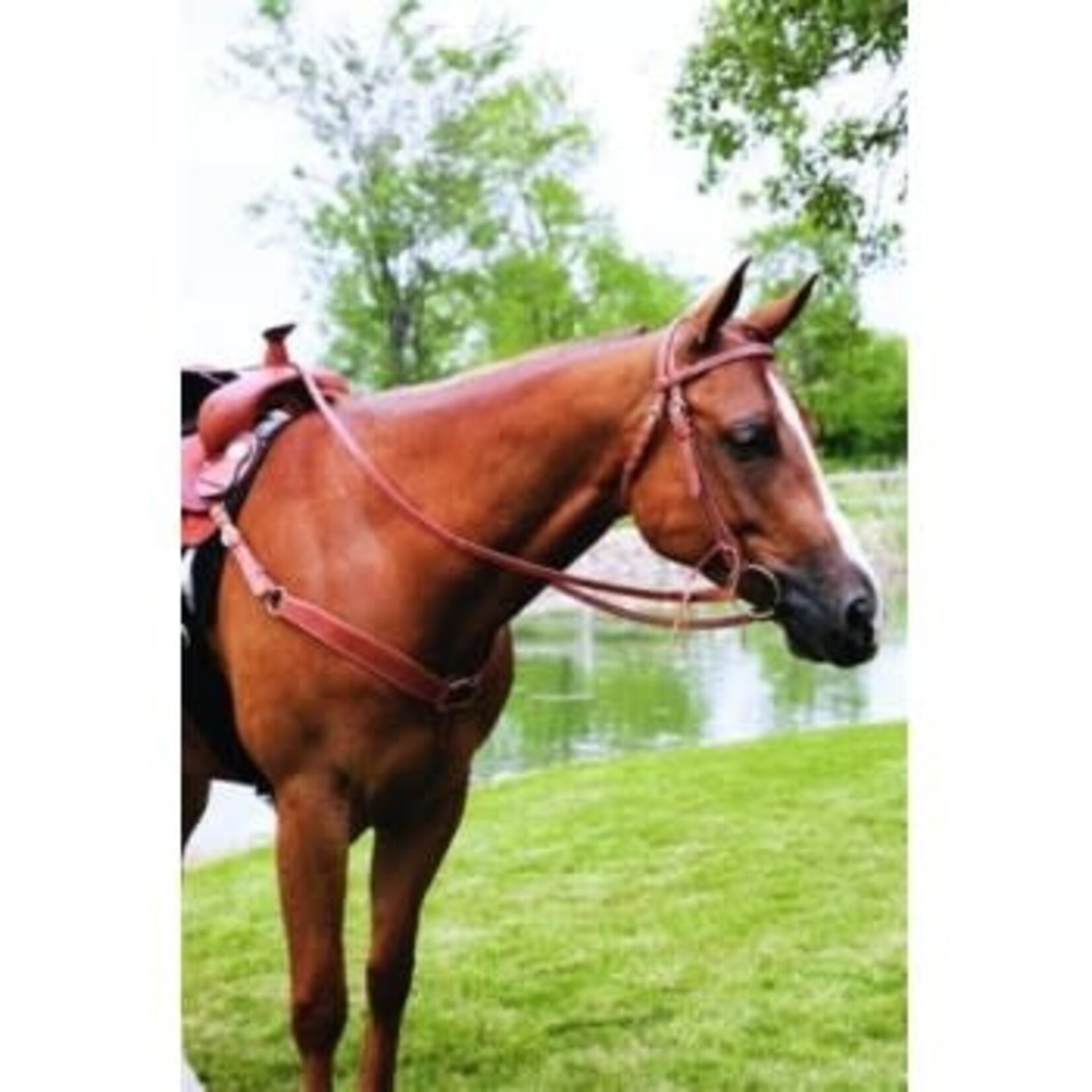 Sierra Harness Leather Double & Stitched Brow Headstall with Reins