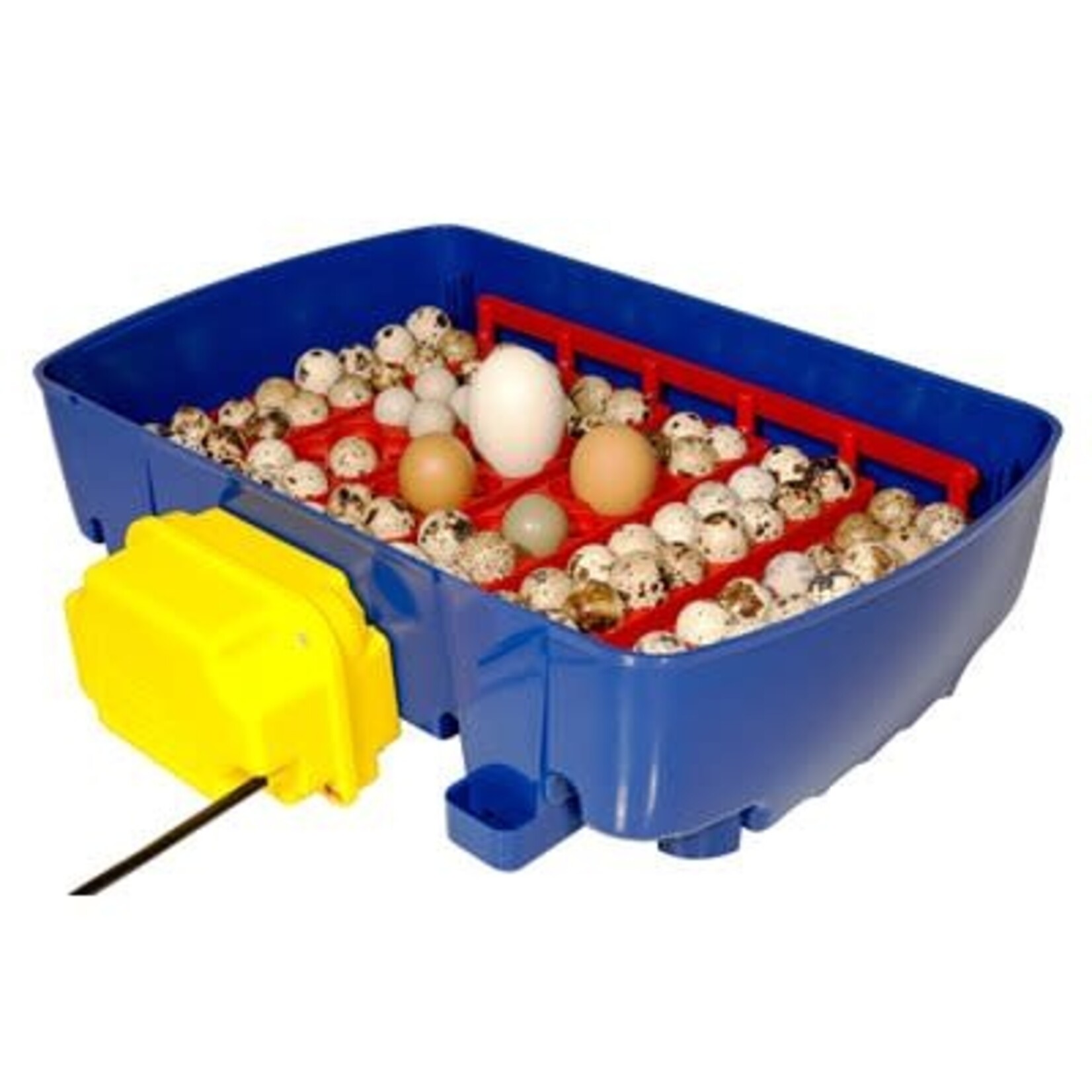 Borotto Incubator Real 24 & Humidity Pump