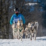 Working Dogs