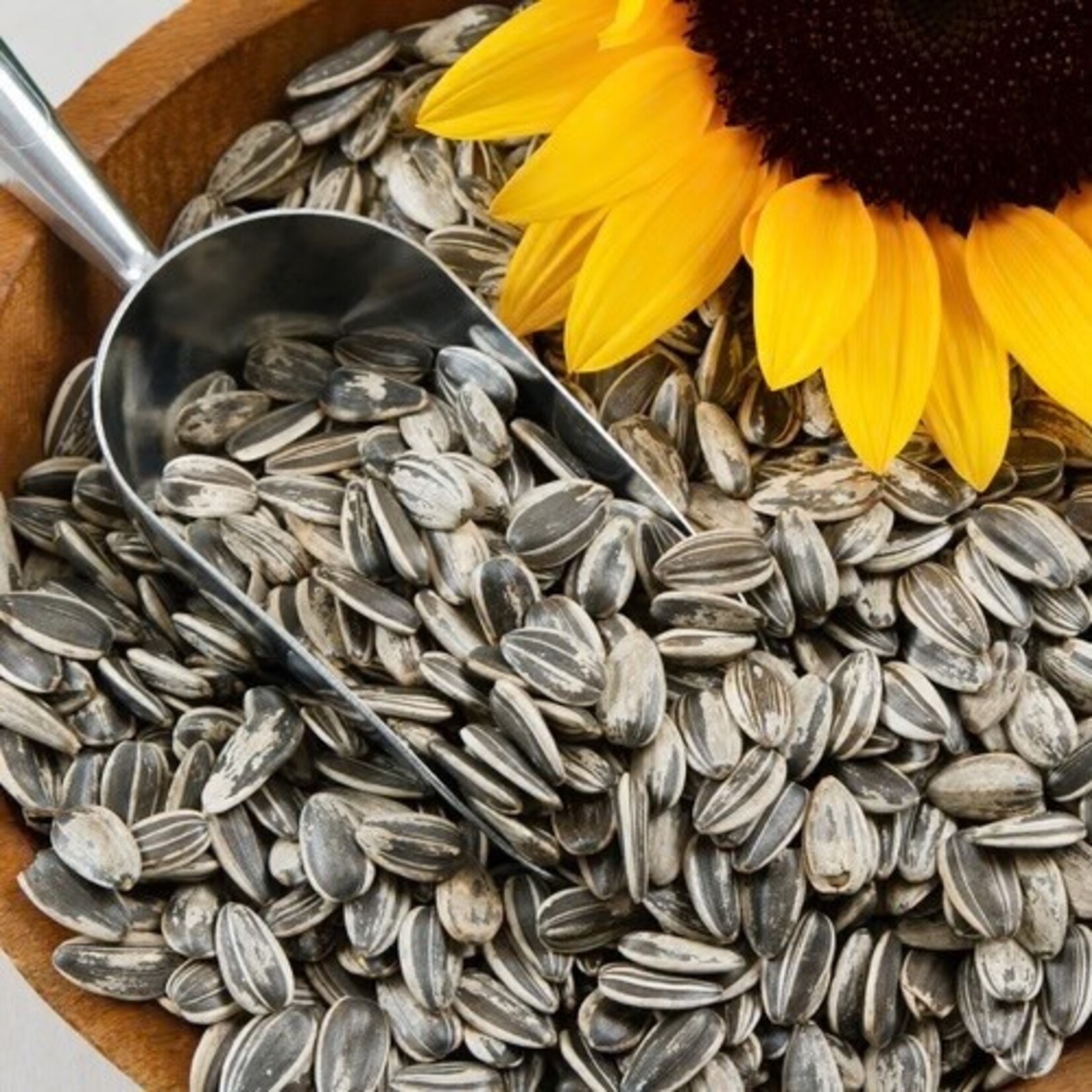 Scoular Black Oil Sunflower Seeds 50lbs (22kg)