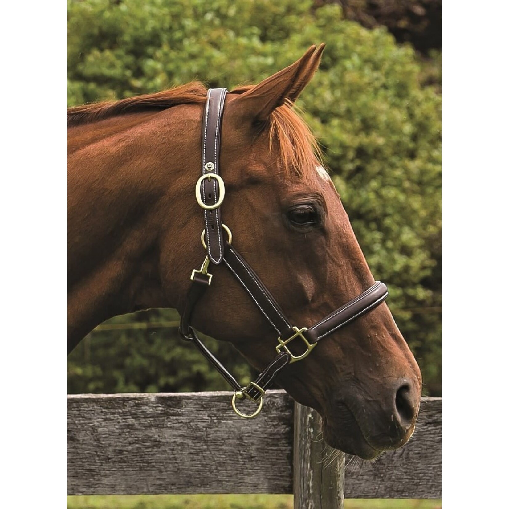 HDR Advantage Kushy Raised Leather Halter - Black, Horse