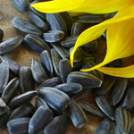 Scoular Black Oil Sunflower Seeds - 22.68kg (50lbs)