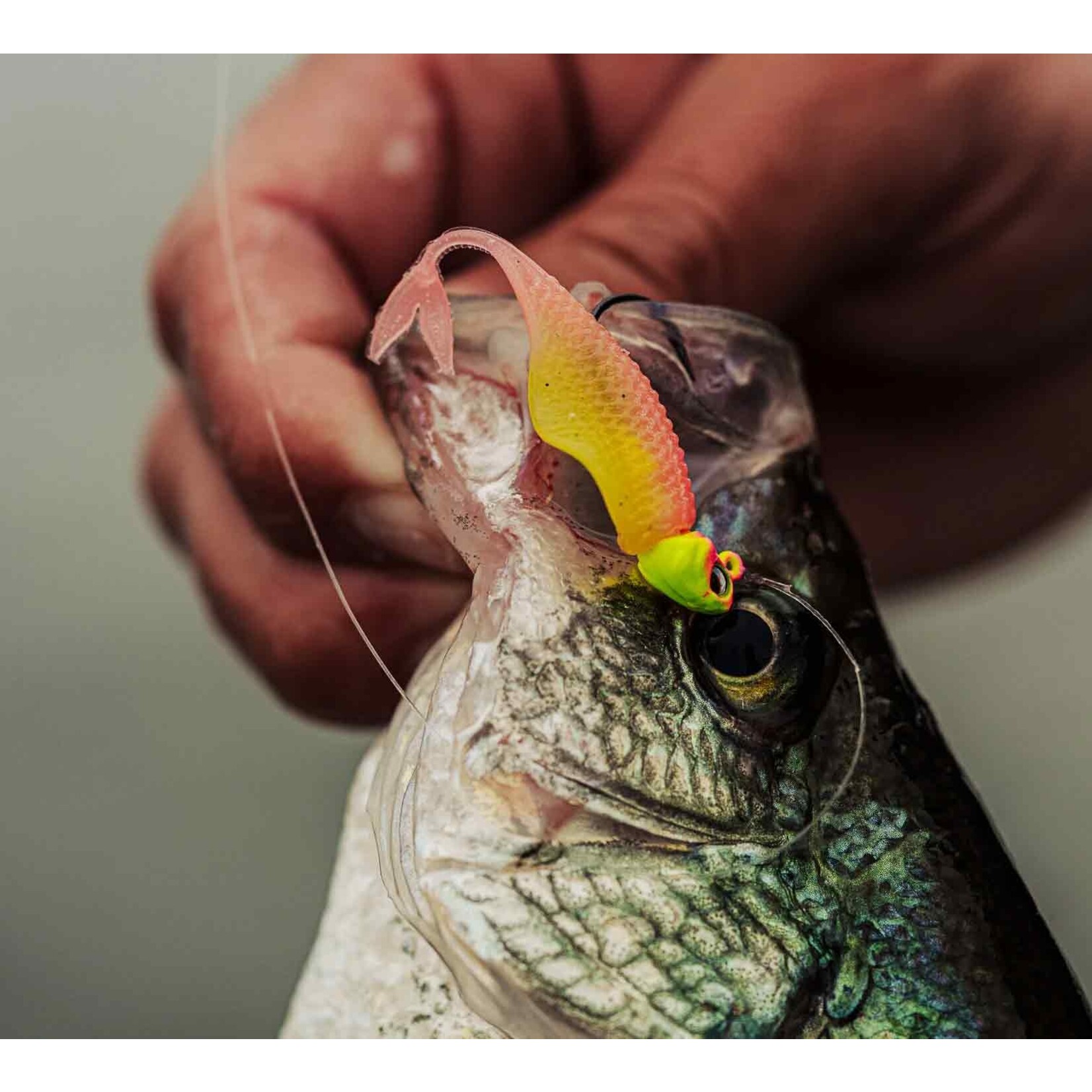 6th Sense Clobber Minnow
