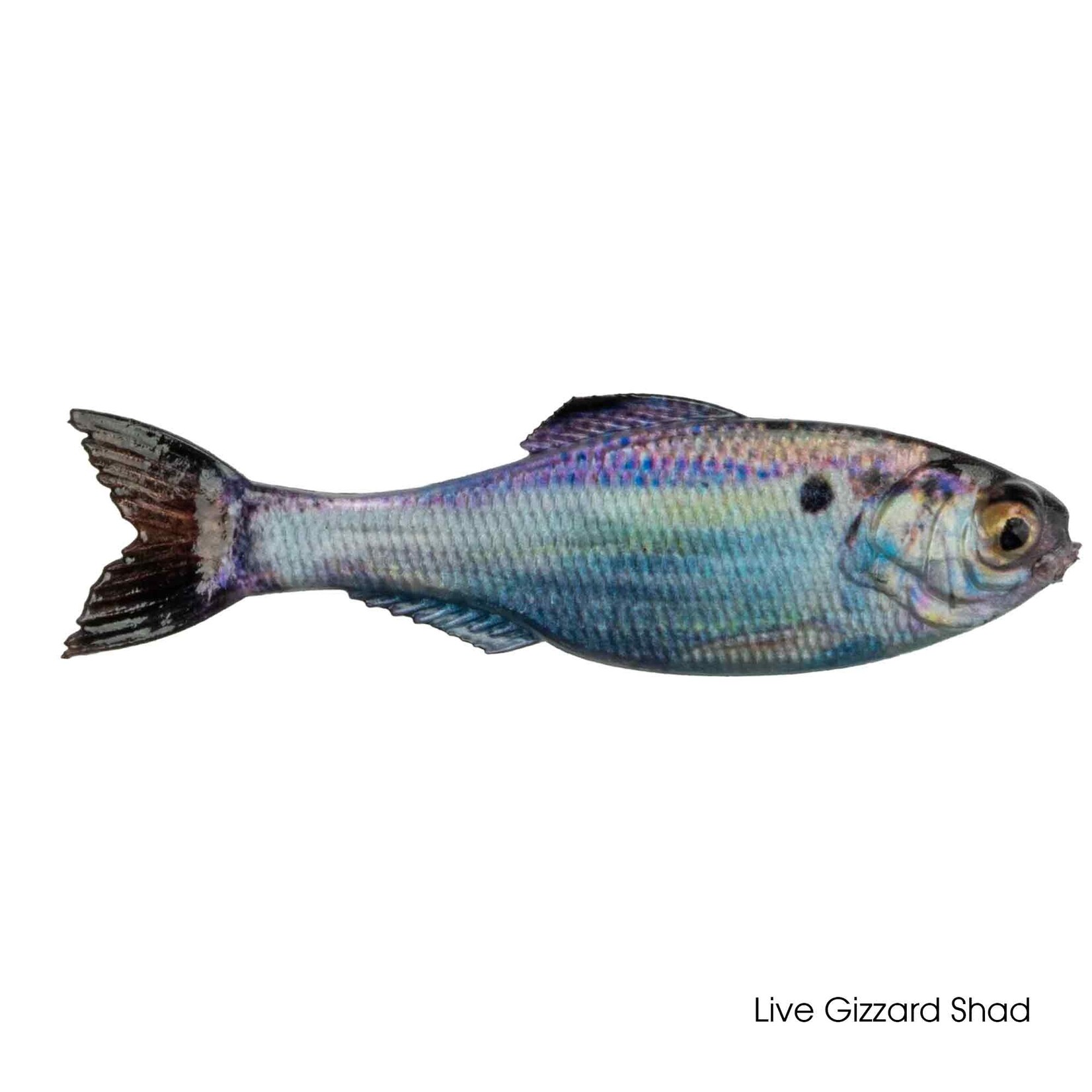 6th Sense Panorama 6.5"