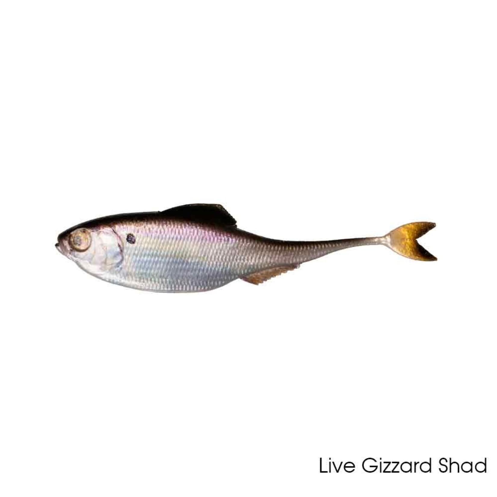 6th Sense Fiction Shad 3.4"