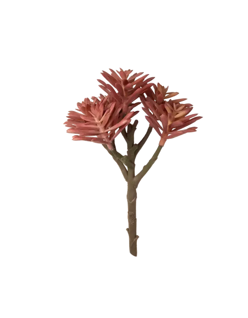 Chive Coral Branch Succulent