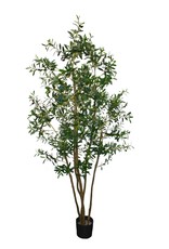 7' PTD Italian Olive Tree