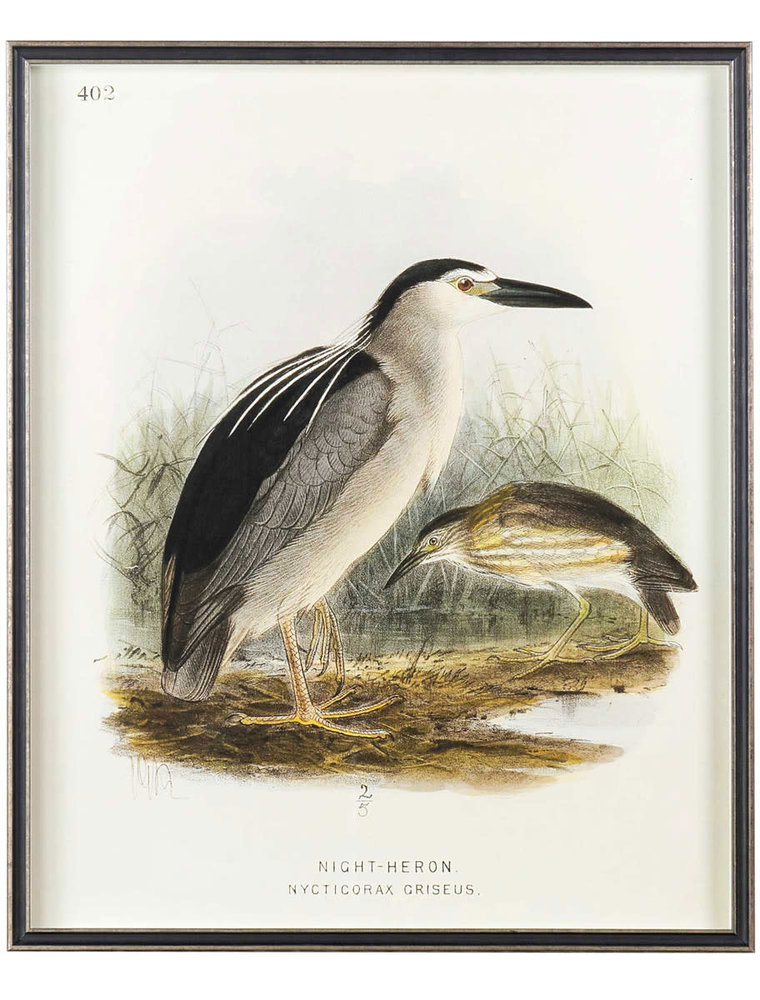 Waterbirds Waterbirds Night Heron (402), 24" x 32"