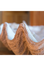 Magnesia Seashell Clam Décor