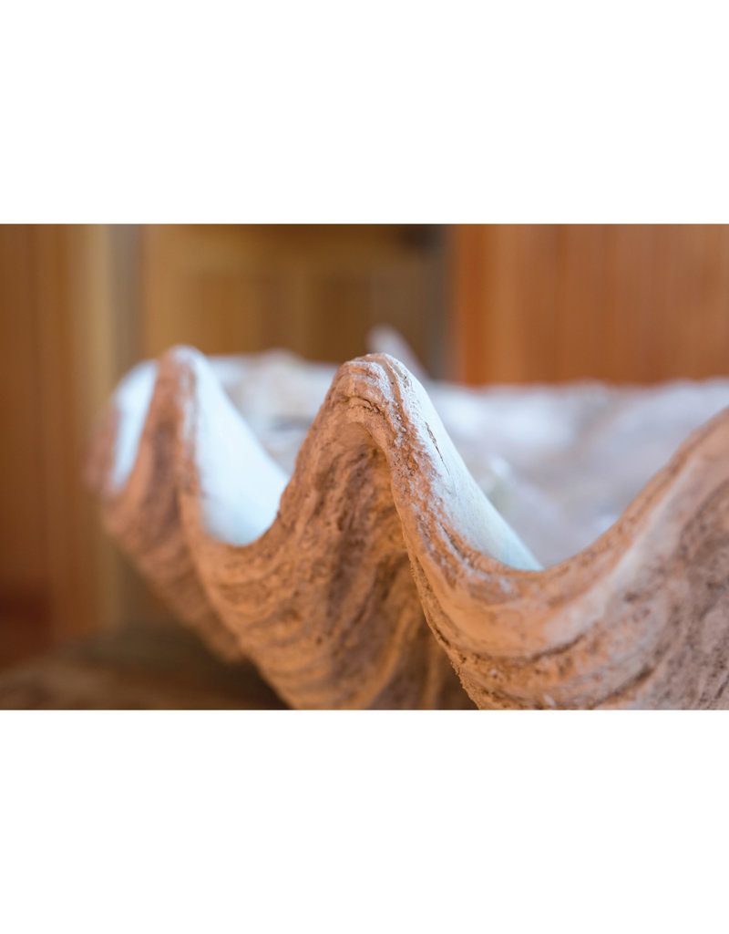 Magnesia Seashell Clam Décor