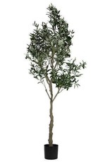 82" Potted Olive Tree