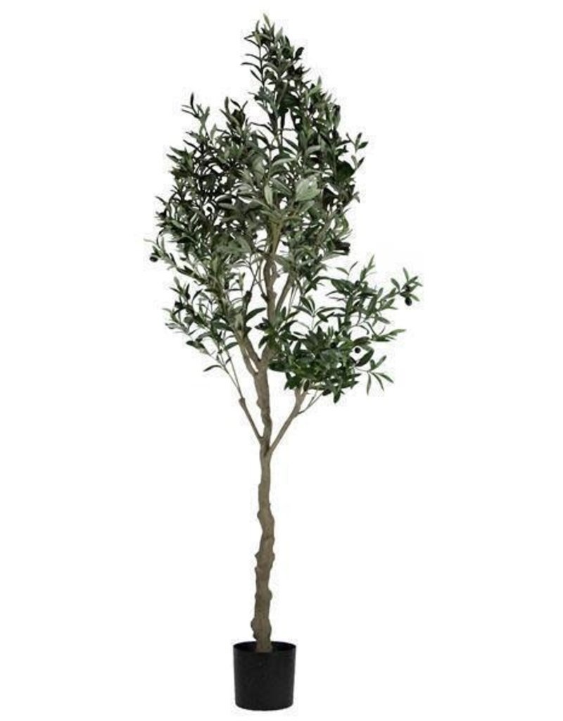 82" Potted Olive Tree