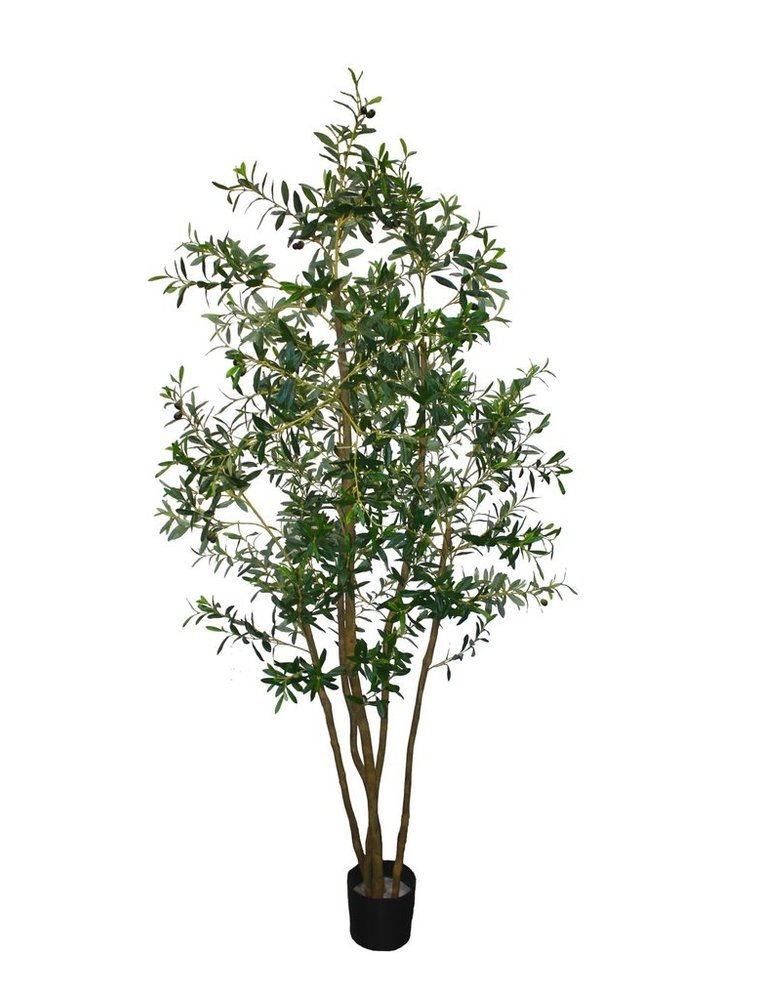 7' PTD Italian Olive Tree