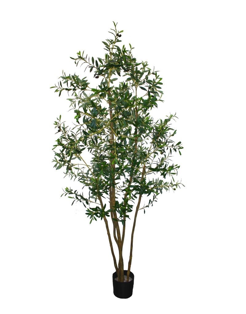 7' PTD Italian Olive Tree
