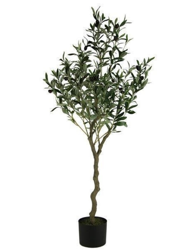 72" Potted Olive Tree
