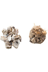 Oyster Shells in Raffia Mesh Bag