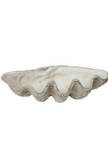 Magnesia Seashell Clam Décor