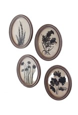 Oval Botanical Print Under Glass, 4 Styles (EACH)