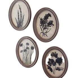 Oval Botanical Print Under Glass, 4 Styles (EACH)