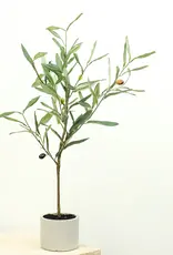 23.6" Olive Tree