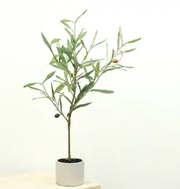 23.6" Olive Tree