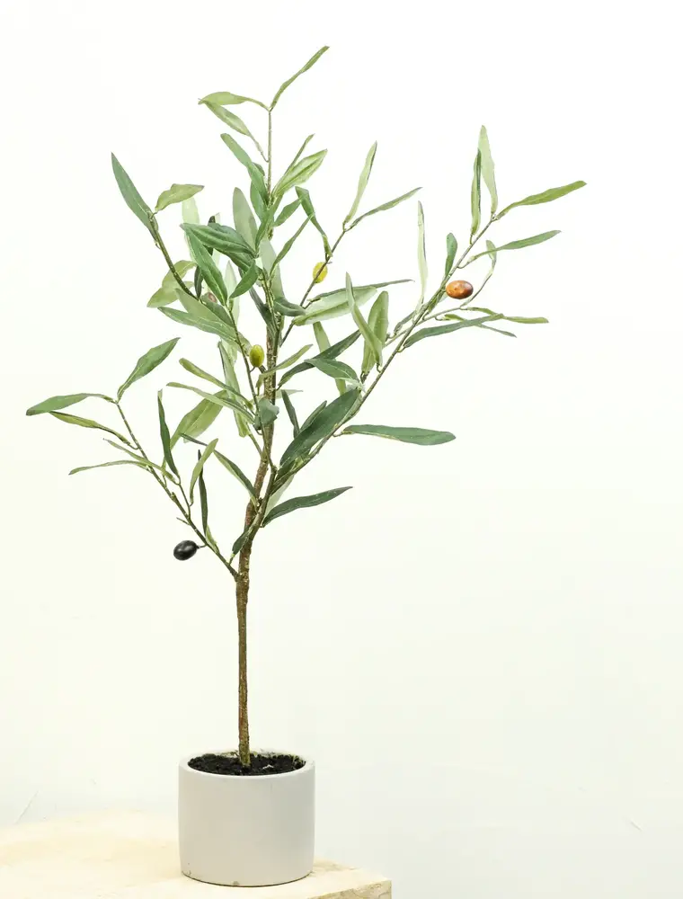 23.6" Olive Tree
