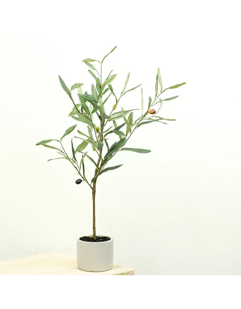 23.6" Olive Tree