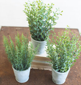Herbs in Cement Pot