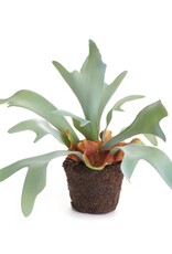 9" Staghorn Fern Drop-in