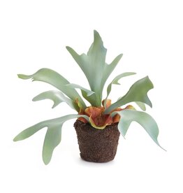 9" Staghorn Fern Drop-in
